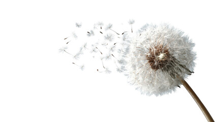 Dandelion seed head scattering (1)