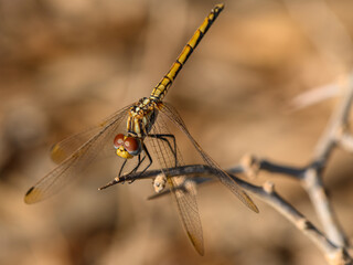 Closeup of Dragonfly on Branch in Sunset Light