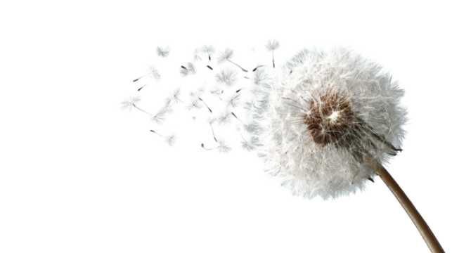 Dandelion seed head scattering (1)