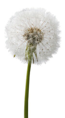 Close-up of a dandelion seed head (18)