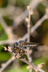 Robber Fly Predating on Dead Bee in Cyprus