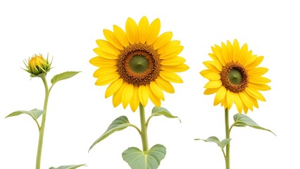 Obraz premium Three sunflowers in different stages of bloom against a clean white background studio shot