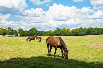 Horse on a Kentucky horse farm