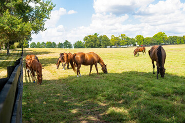 Horse on a Kentucky horse farm