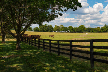 Horse on a Kentucky horse farm
