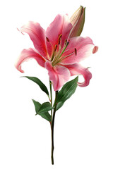 Obraz premium Delicate pink lily, full bloom