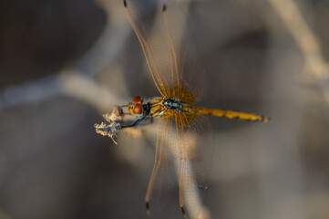 Dragonfly on a Flower in Sunset Light, Cyprus
