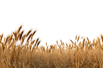 Golden grasses sway gently in the breeze