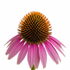 Obraz premium Echinacea flower isolated on transparent background, a beautiful purple coneflower in full bloom