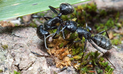 black ants on the ground