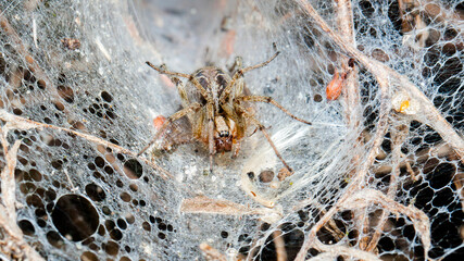 spider on the web