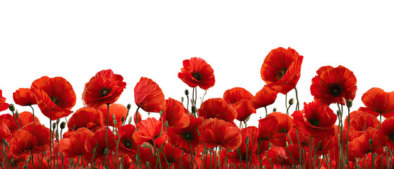 Vivid red poppies in dense cluster against a black background