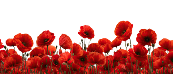 Vivid red poppies in dense cluster against a black background
