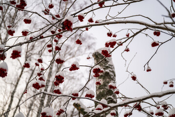 Rowan tree branches with clusters of red berries covered with fresh winter snow