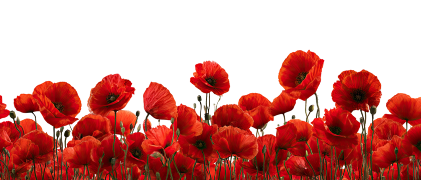 Vivid red poppies in dense cluster against a black background