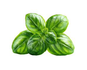 Close-up of fresh basil leaves