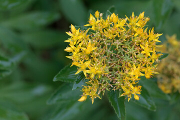 Inflorescence of Sedum aizoon