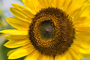 Beautiful colored Helianthus giganteus close up from the flower made in the Netherlands