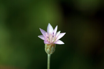 Blossom of Xeranthemum cylindraceum
