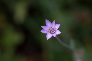 Blossom of Xeranthemum cylindraceum