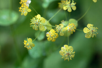 Macro photo of Bupleurum aureum