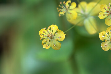 Macro photo of Bupleurum aureum