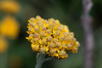 Golden cluster everlasting, Helipterum humboldtianum