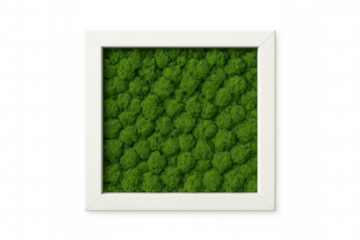 Green moss preserved within sleek white frame, creating organic wall decor with rich texture against transparent backdrop