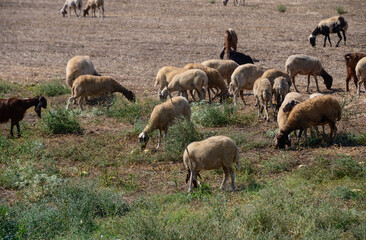 Cyprus Long-Eared Goats Grazing with Sheep in Pasture