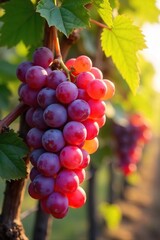 Fototapeta premium Close-up of ripe, sun-drenched wine grapes hanging on the vine, ready for harvest Vibrant colors and textures showcase the beauty of the fruit before winemaking begins , vineyard, harvest
