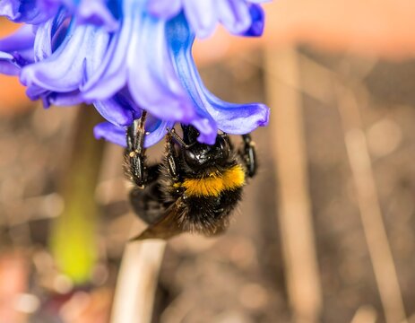 Close-up of bee on purple flower - Powered by Adobe