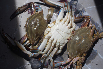 Korean seafood fresh blue crab