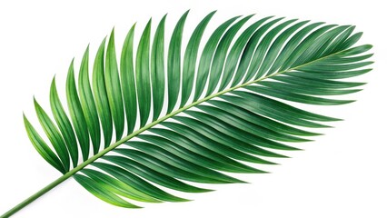 Fototapeta premium Single Palm Leaf Vibrant Green, Isolated, Tropical Concept, Botanical Photography, Nature, Summer Palm leaf, tropical plant