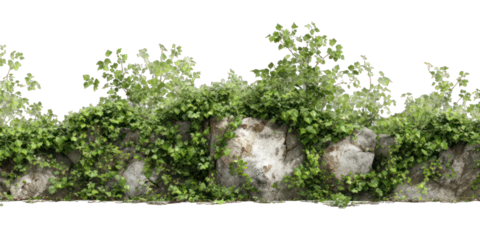 A lush green landscape of plants and rocks