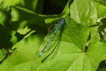 blue dragonfly on a leaf