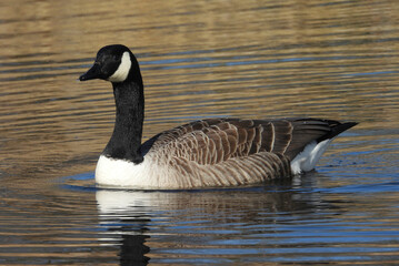 canadian goose swimming in water