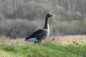 Greylag goose on the meadow