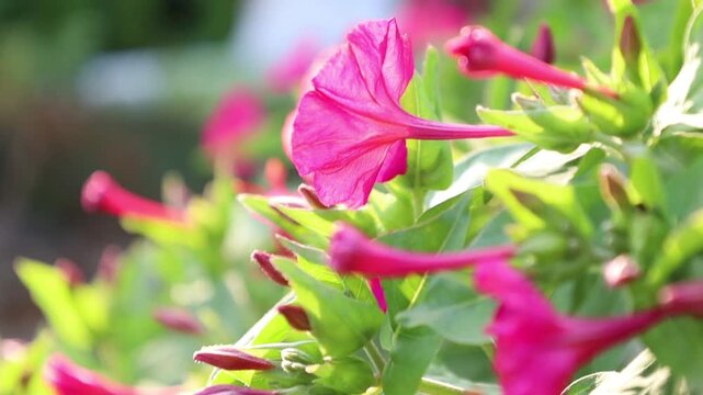 The natural beauty of flowering mirabilis
