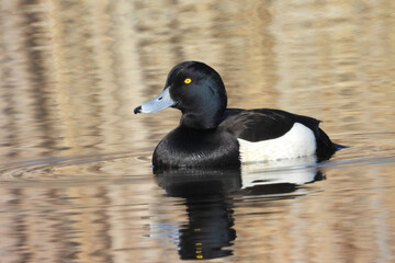 Male Tufted duck on the water