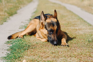 black and brown East European Shepherd lying on footpath in green field in sunny summer day, dogwalking concept