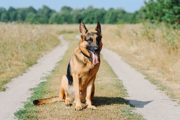Obraz premium black and brown East European Shepherd sits on footpath in green field in sunny summer day, tongue out, dogwalking concept