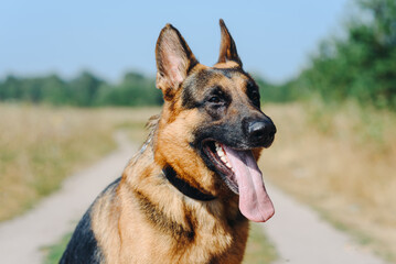 black and brown East European Shepherd sits on footpath in green field in sunny summer day, tongue out, dogwalking concept