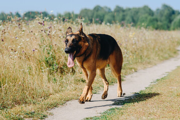 black and brown East European Shepherd walks on footpath in green field in sunny summer day, tongue out, dogwalking concept