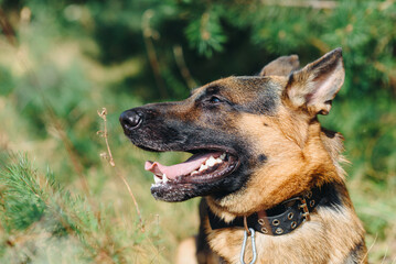 black and brown East European Shepherd sits in forest in hot sunny summer day, closeup view of head, tongue out, dogwalking concept