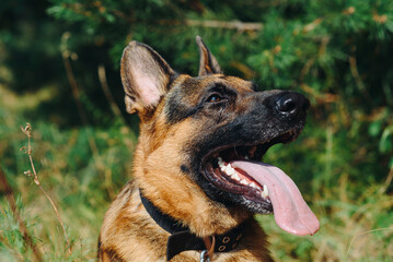 black and brown East European Shepherd sits in forest in hot sunny summer day, closeup view of head, tongue out, dogwalking concept