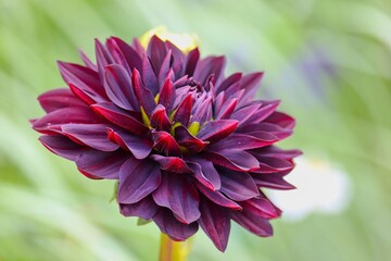 dunkelrot blühende Dahlie