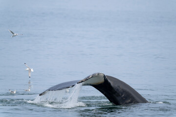 Obraz premium Humpback whale tail diving near Svalbard, a powerful moment in the Arctic wilderness captured in the cold polar sea.