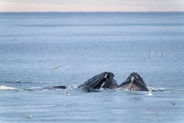 Fototapeta premium Humpback whale feeding near Svalbard coast, a majestic Arctic giant surrounded by seagulls in the cold polar waters.