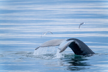 Humpback whale tail diving near Svalbard, a powerful moment in the Arctic wilderness captured in...