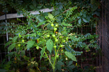 Wild gooseberry (Physalis angulata) commonly known as cutleaf groundcherry